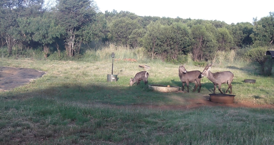 5 Bedroom Property for Sale in Swartruggens North West